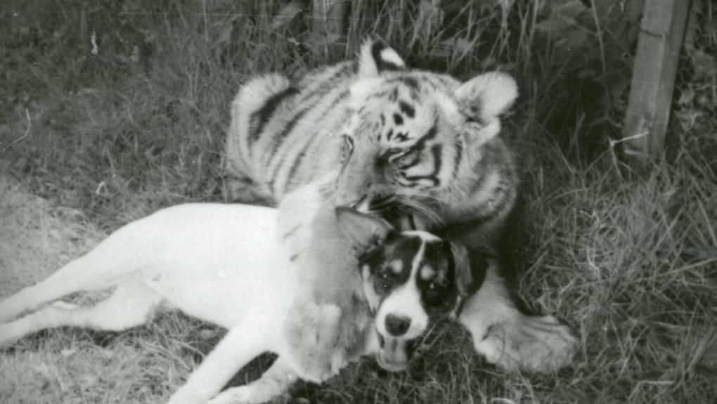 Hunden Rosa og rovdyreungerne