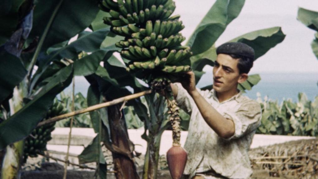 Bananplantage på Tenerifa
