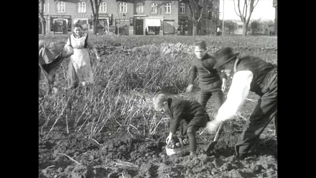 Der høstes kartofler