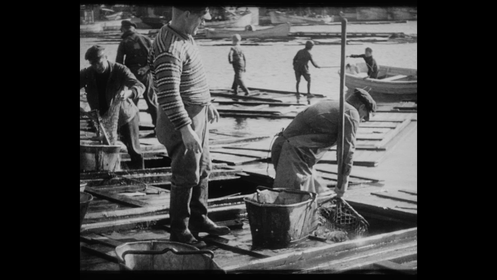 Rødspætteyngel flyttes fra Vesterhavet