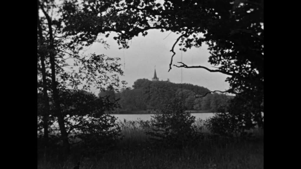 Danmarks eneste skarvkoloni